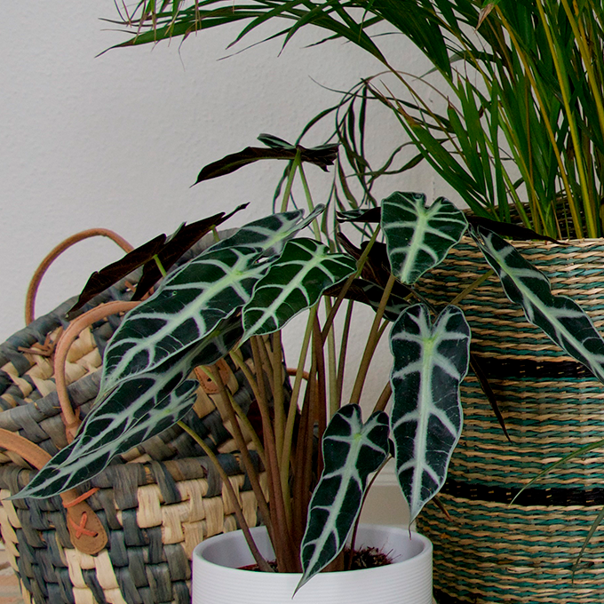 Få eksotiske fornemmelser med grønne planter - Plantorama