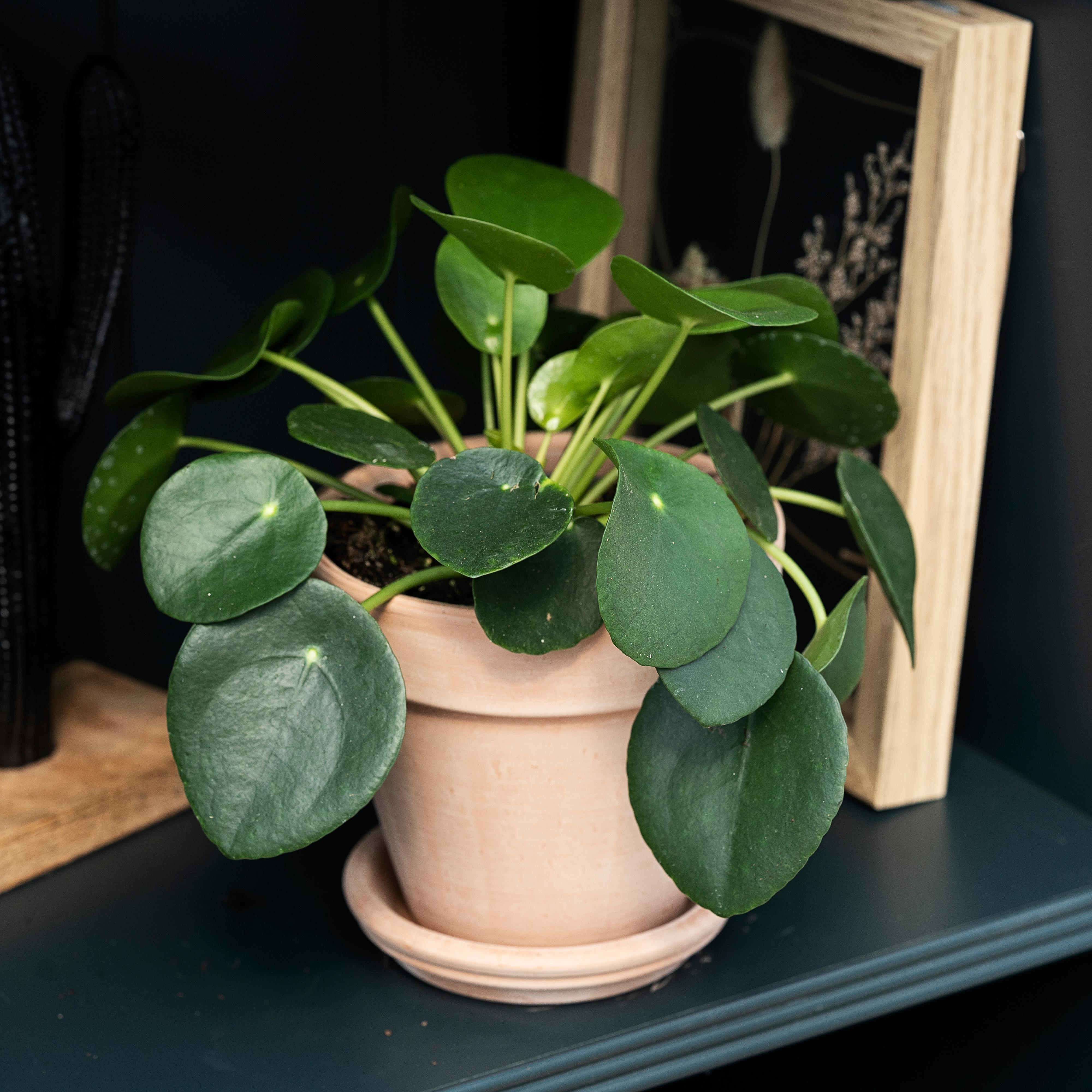 Pilea