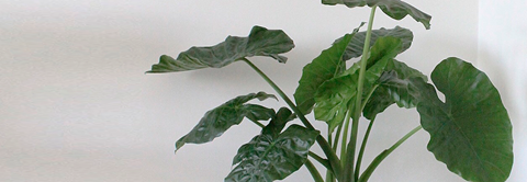 Pasning af Alocasia - Plantorama