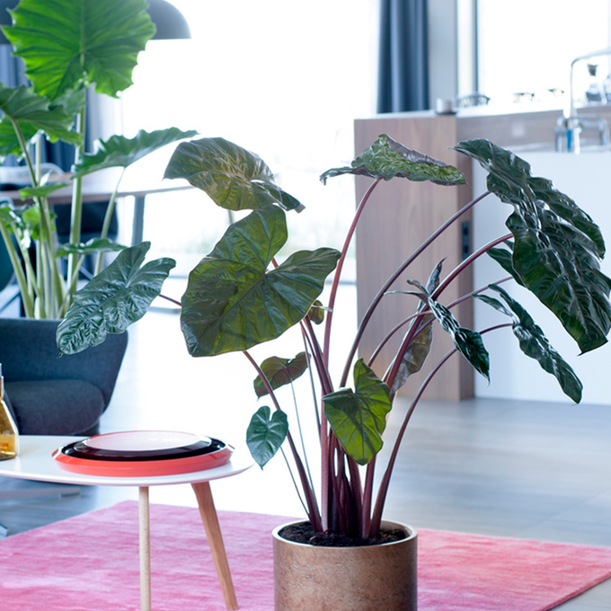 Pasning af Alocasia - Plantorama