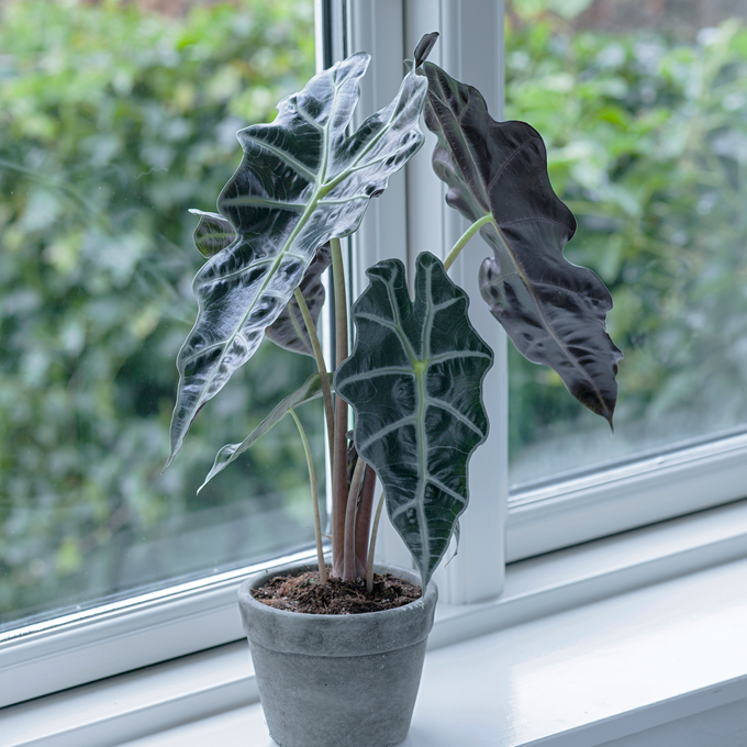Pasning af Alocasia - Plantorama