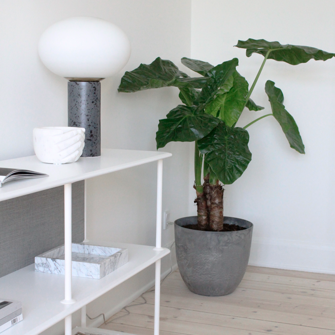 Pasning af Alocasia - Plantorama