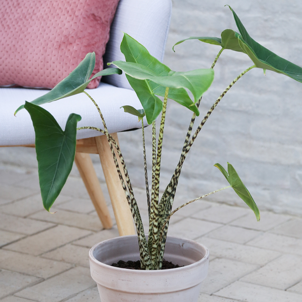 Pasning af Alocasia - Plantorama