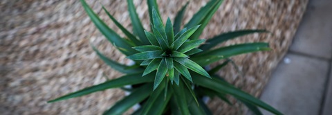 Læs om ananasplanten på plantorama.dk