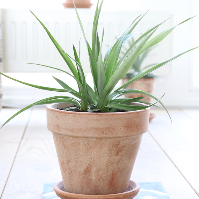 Læs om ananasplanten på plantorama.dk