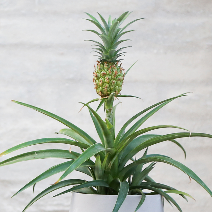 Læs om ananasplanten på plantorama.dk