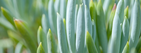 Pasning af bjergsukkulent - Få tips af Plantoramas gartner