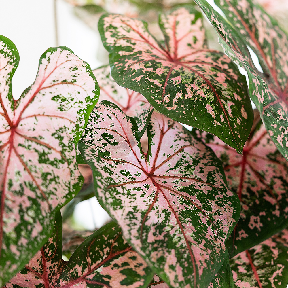 Pasning af Caladium - Plantorama