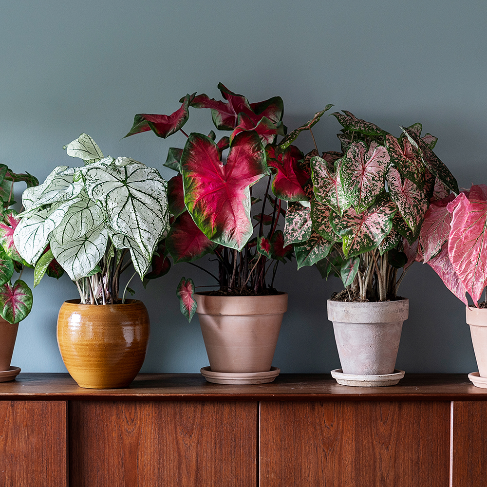 Pasning af Caladium - Plantorama