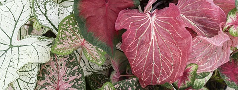 Pasning af Caladium - Plantorama