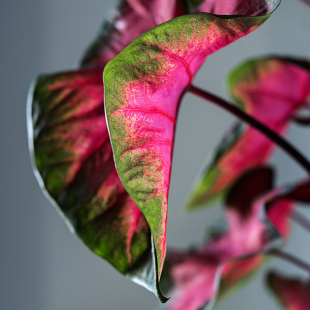 Pasning af Caladium - Plantorama