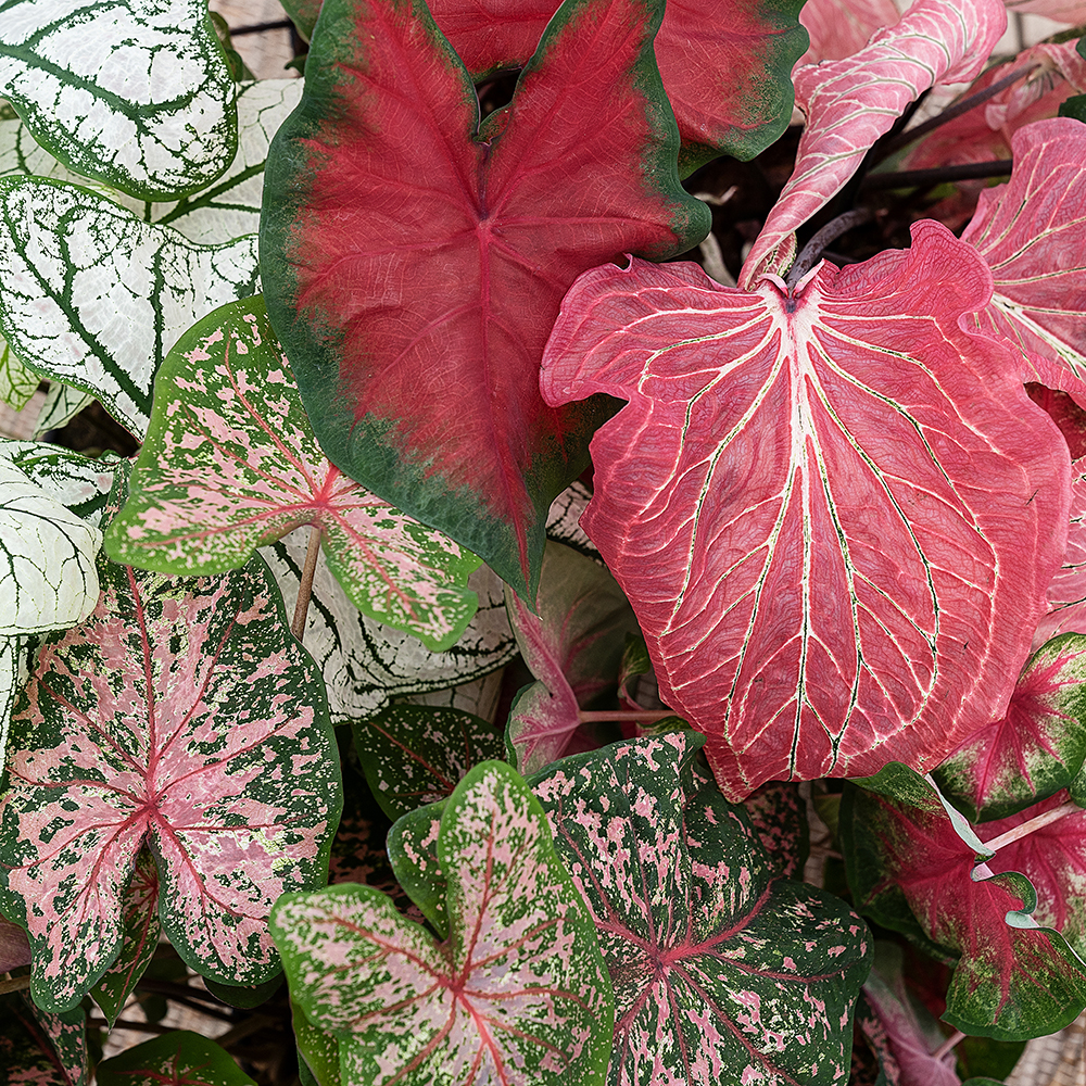 Pasning af Caladium - Plantorama