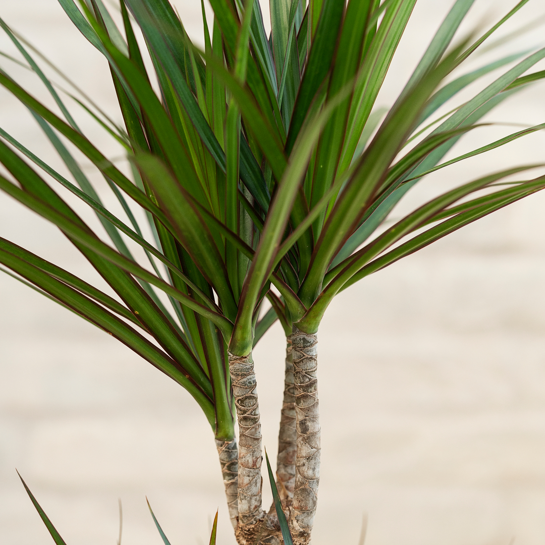 Dracaena plante