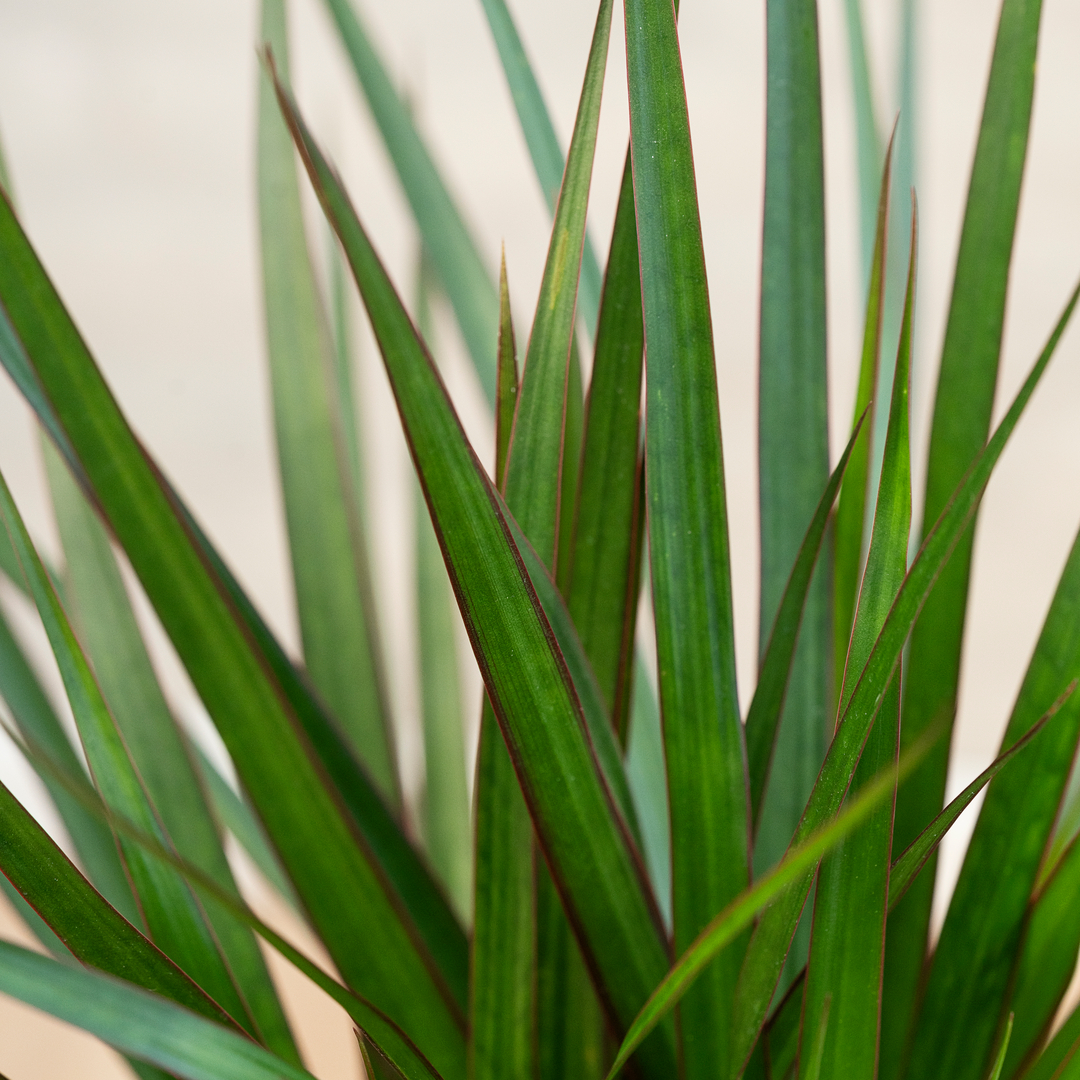 Dracaena plante