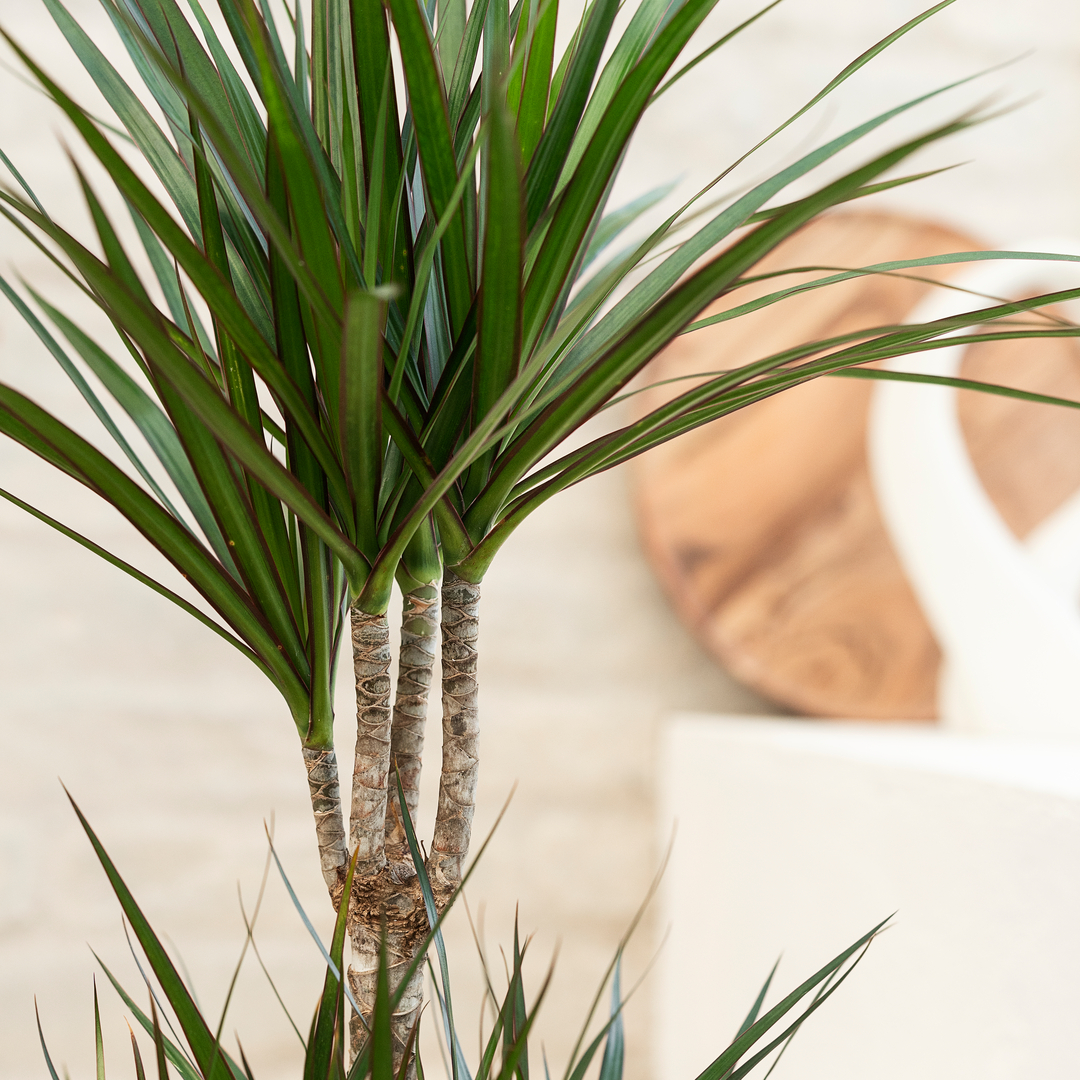 Dracaena grøn stueplante