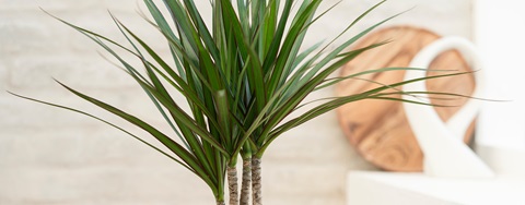 Dracena