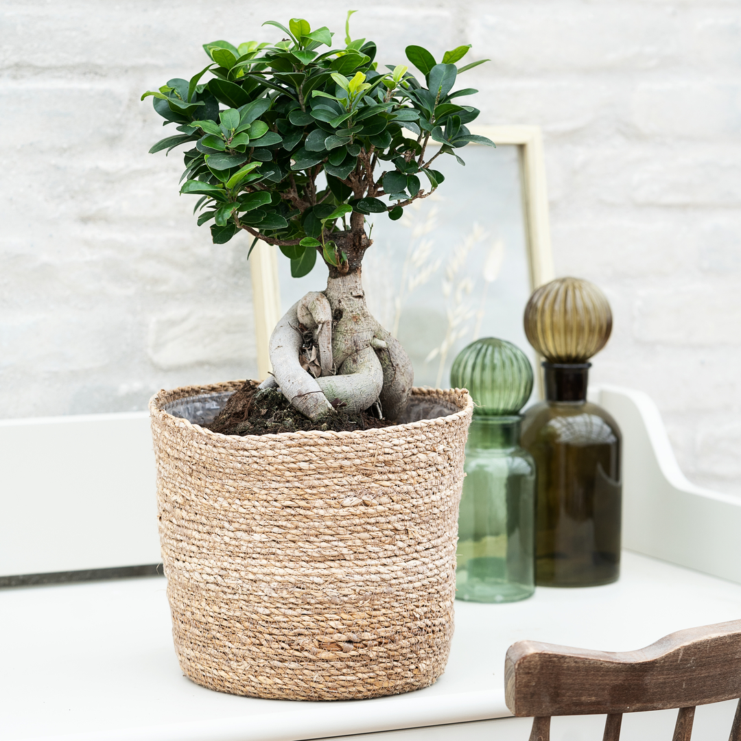 Plantorama | Sådan passer du Ficus Ginseng Microcarpa