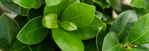 Plantorama | Sådan passer du Ficus Ginseng Microcarpa