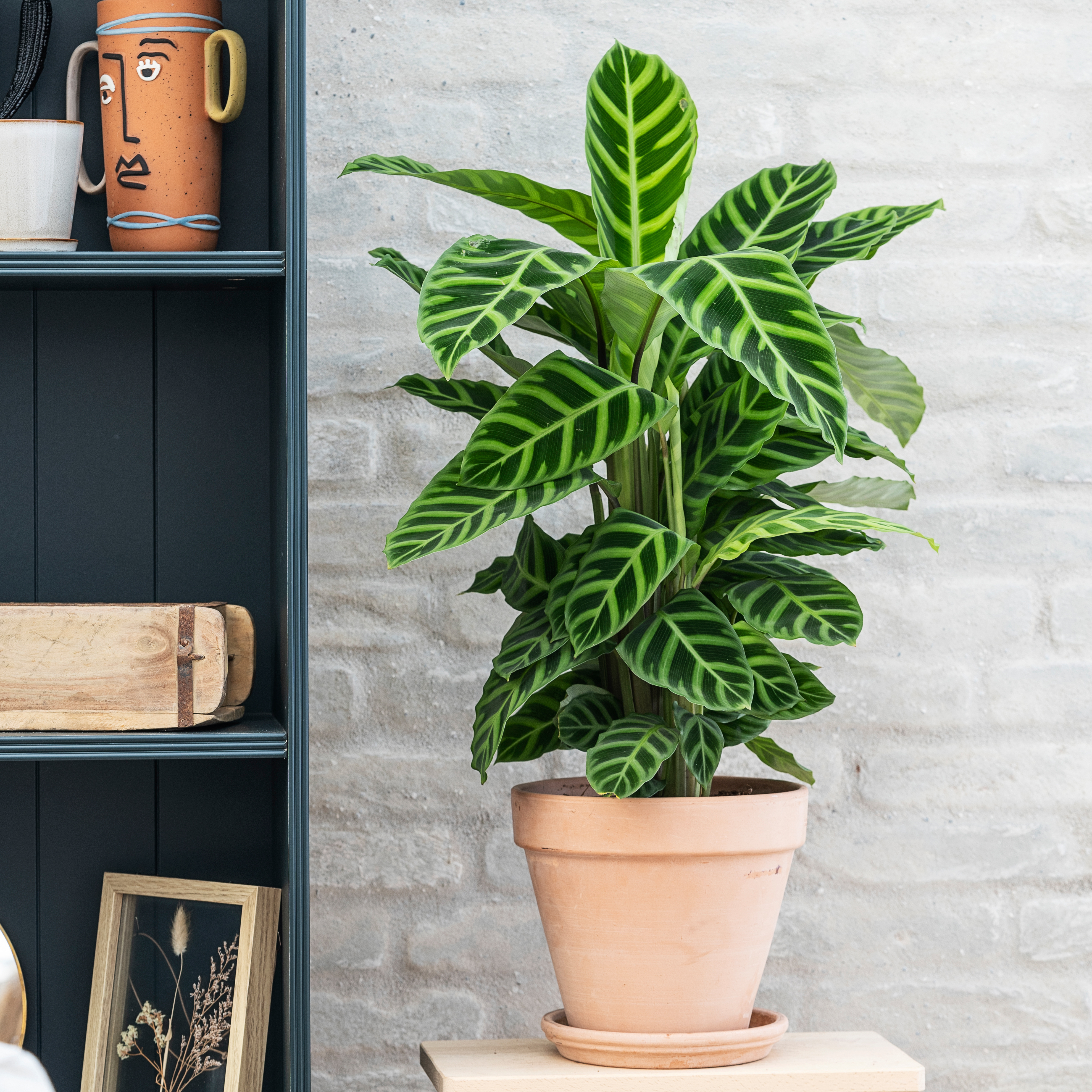 Calathea