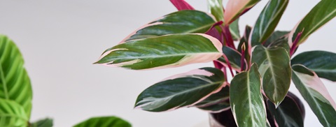 Calathea