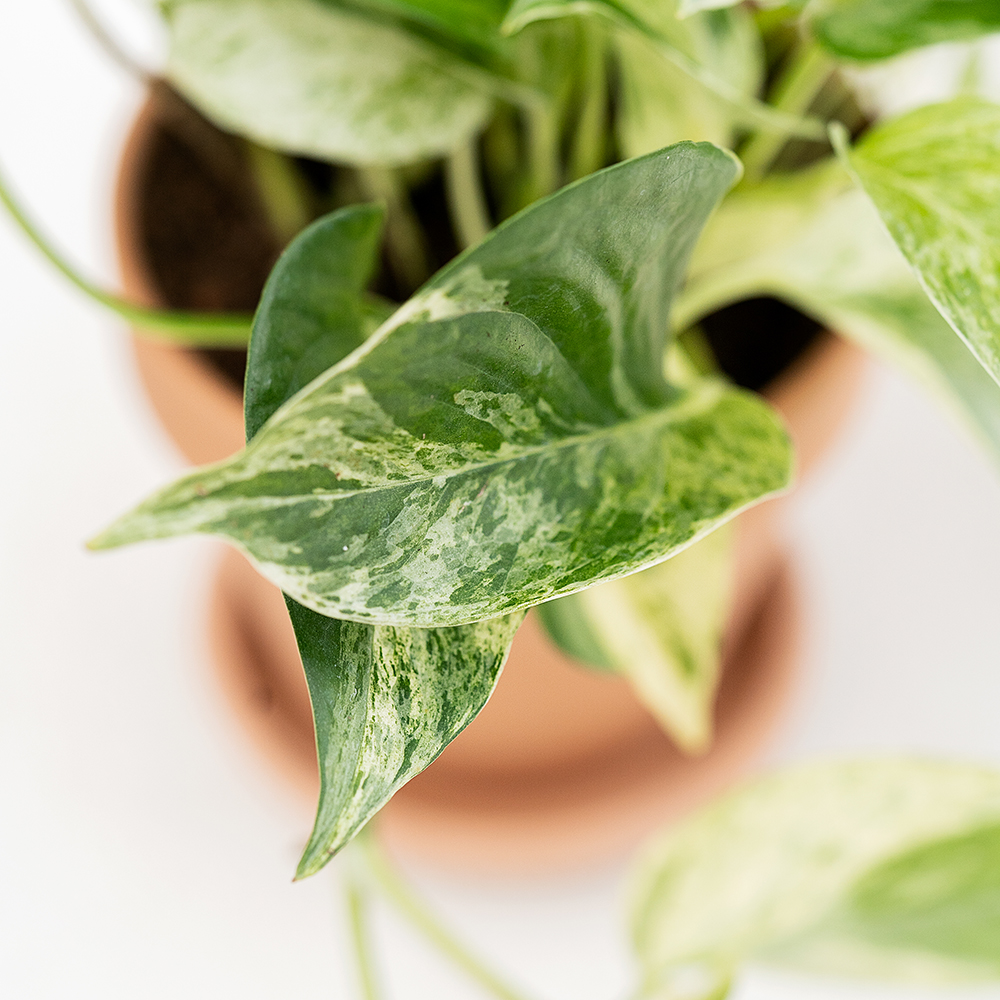 Pasning af guldranke - Plantorama