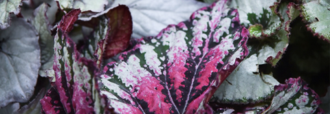 Pasning af kongebegonie - Plantorama