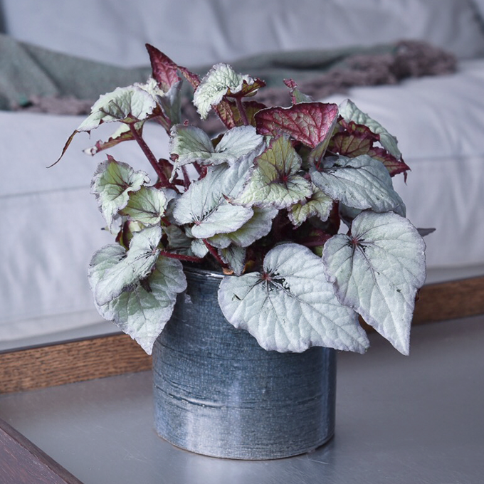 Pasning af kongebegonie - Plantorama