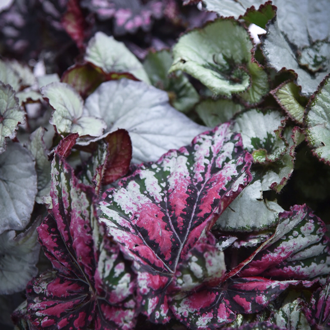 Pasning af kongebegonie - Plantorama