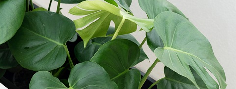 Monstera