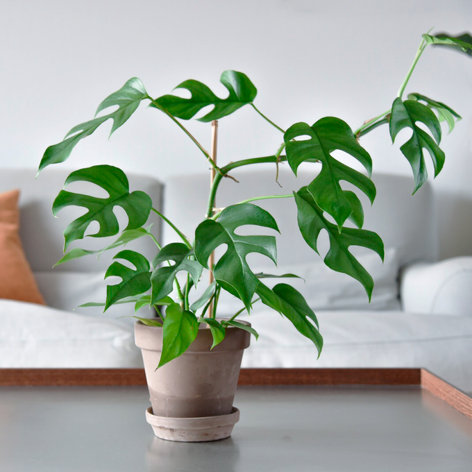 Pasning af Monstera - Plantorama