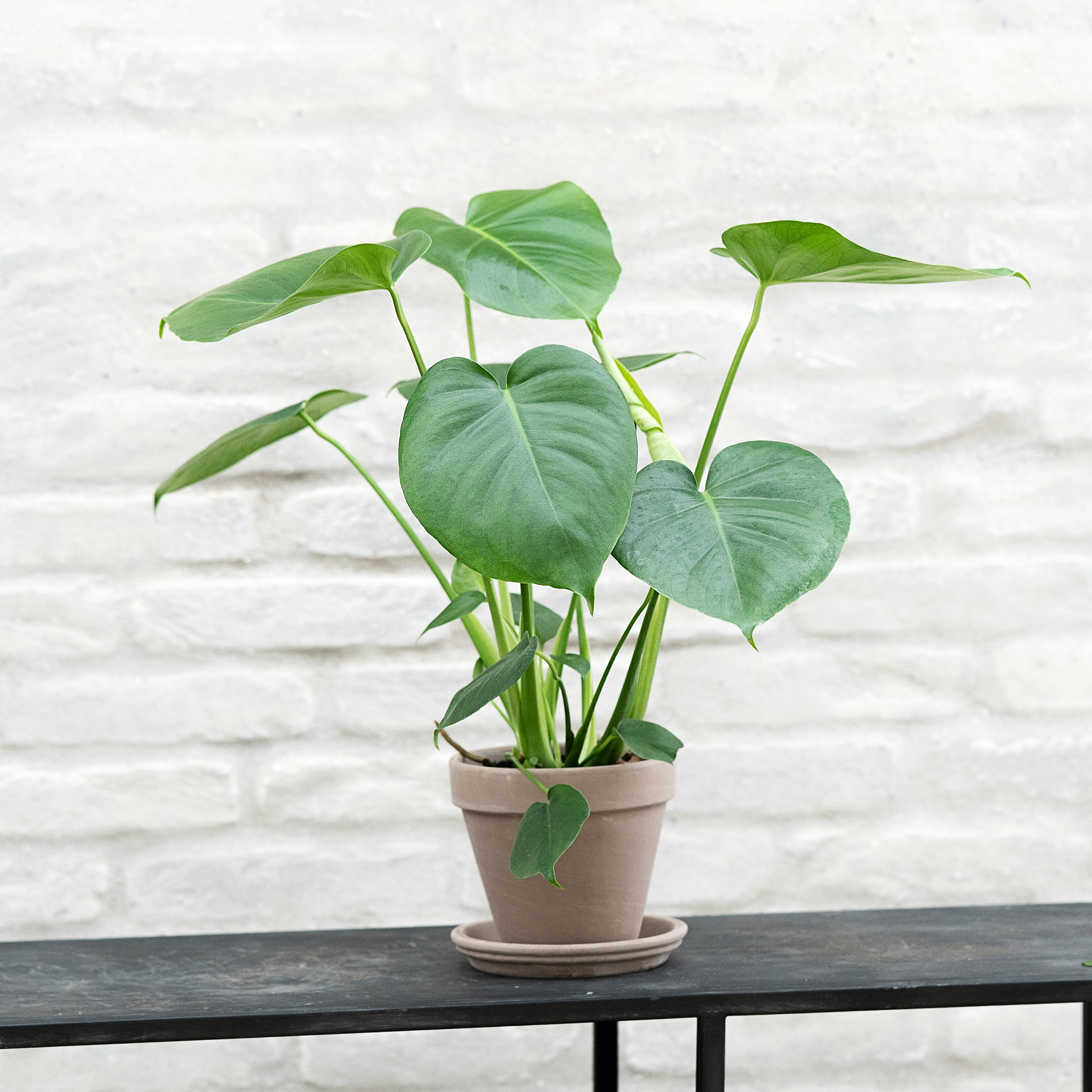 Pasning af Monstera - Plantorama