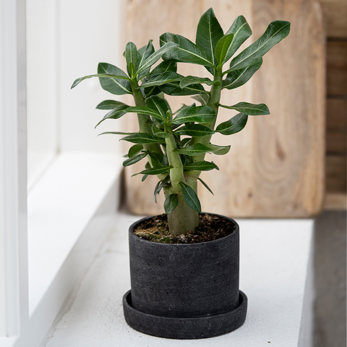 Pasning af ørkenrose - Plantorama