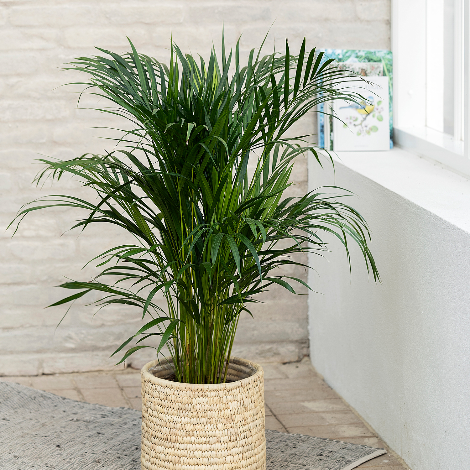 Palme