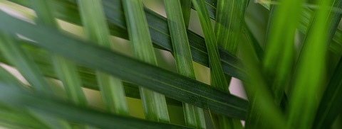 Palme