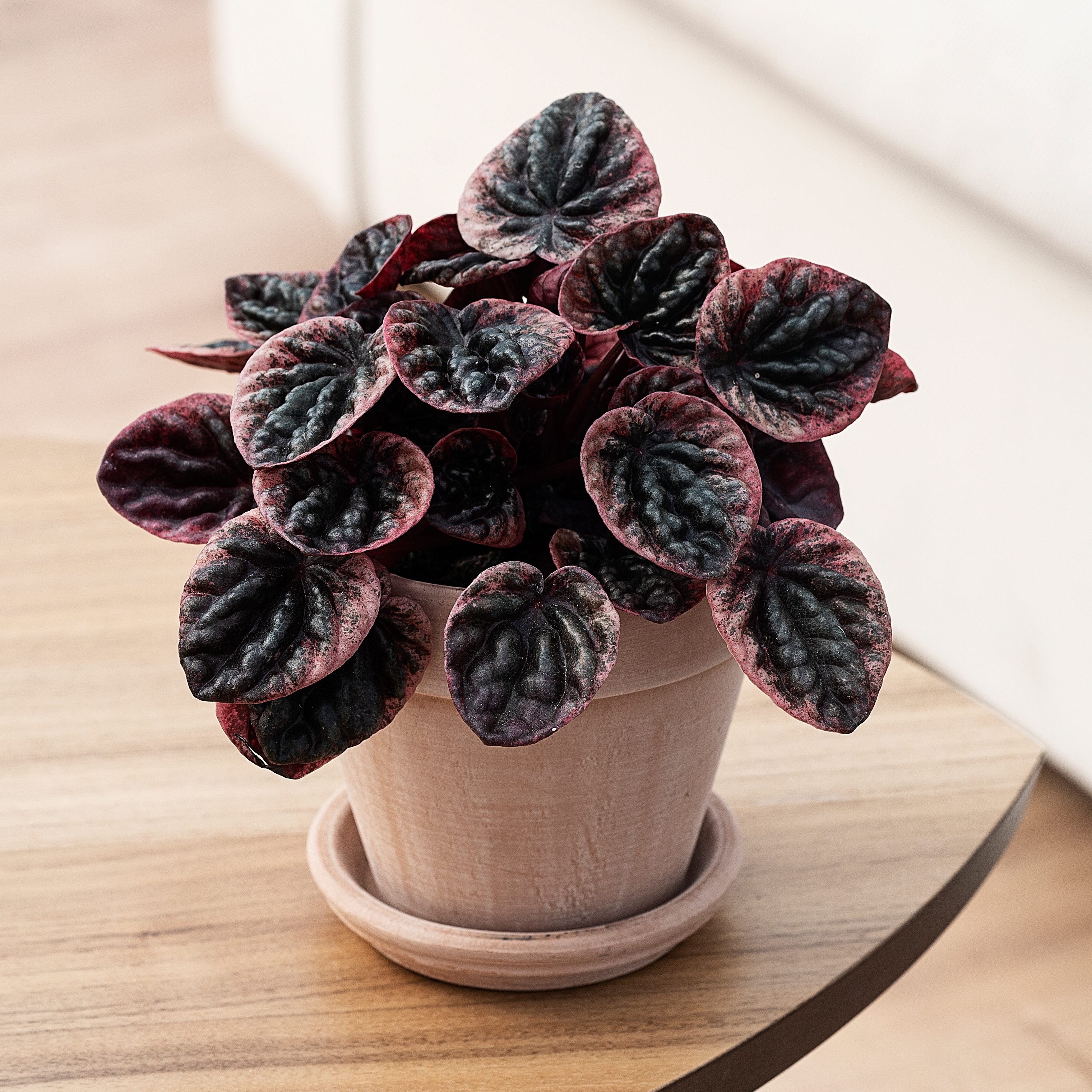 Radiatorplante