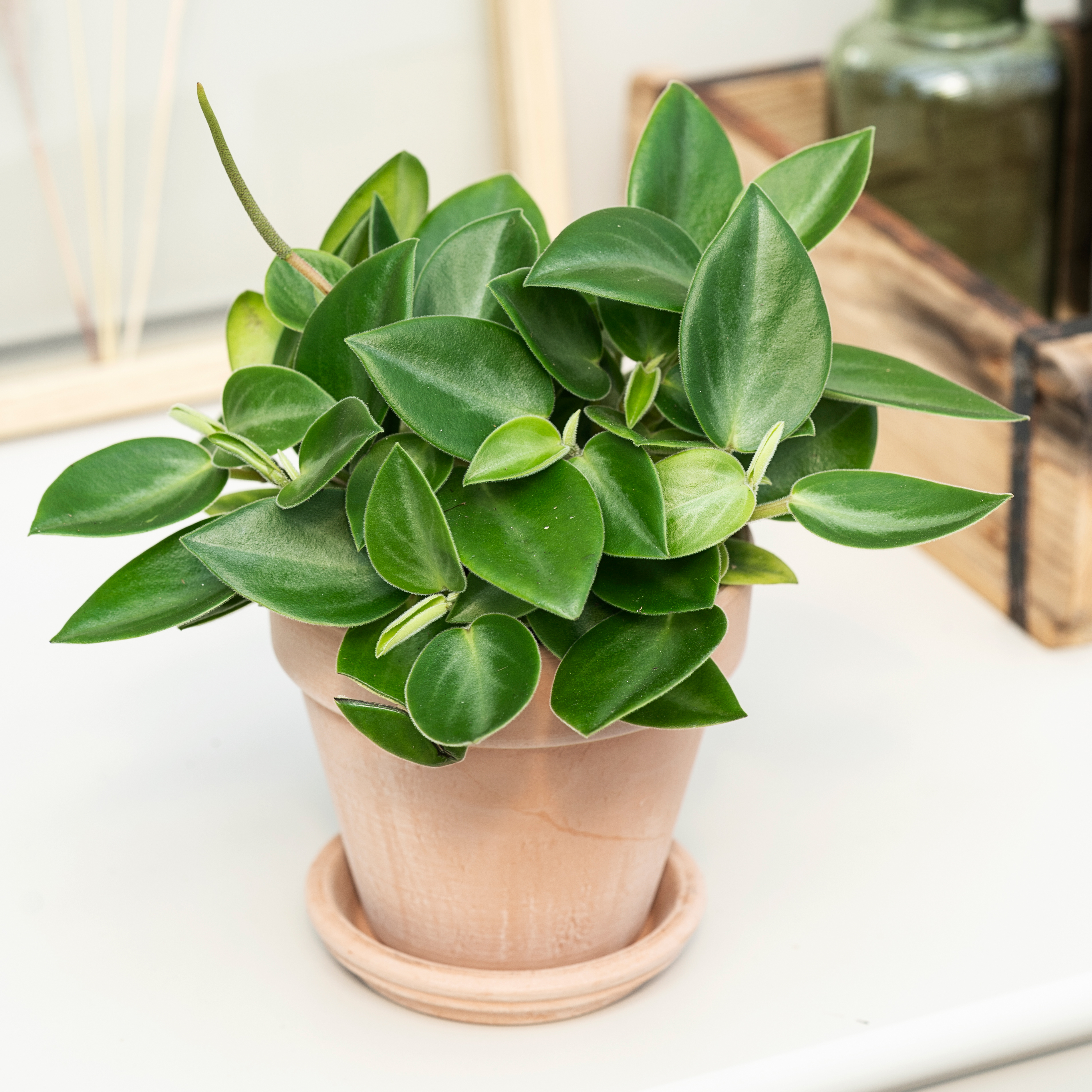 Radiatorplante
