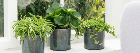 Radiatorplanter