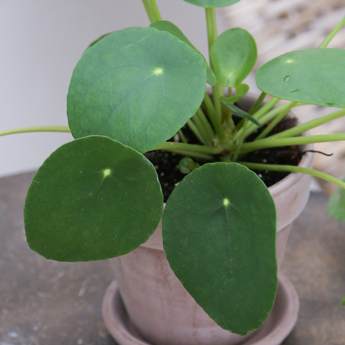 Pasning af pilea - Plantorama