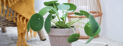 Pasning af pilea - Plantorama