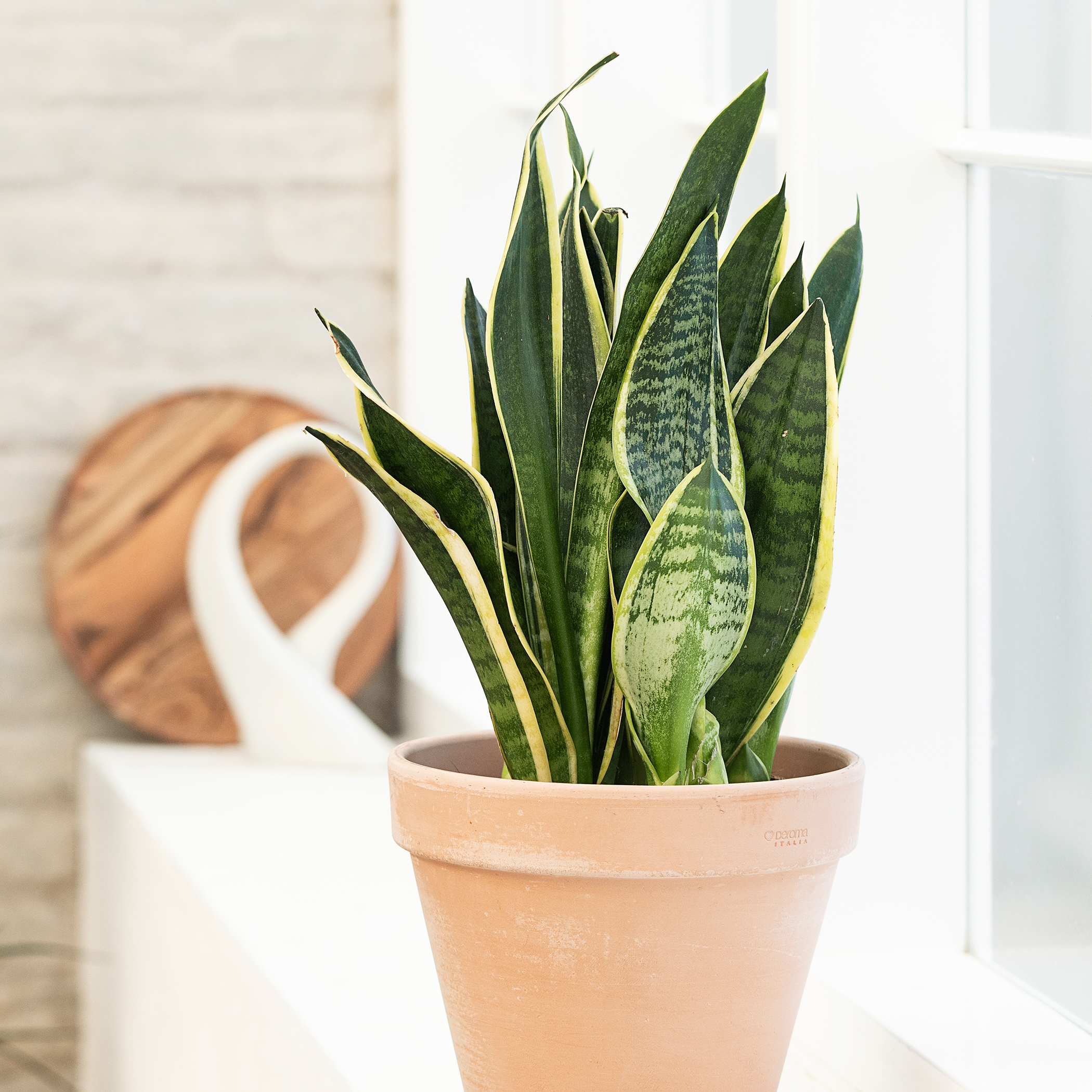 Sansevieria