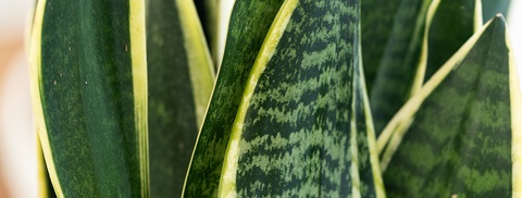 Sansevieria