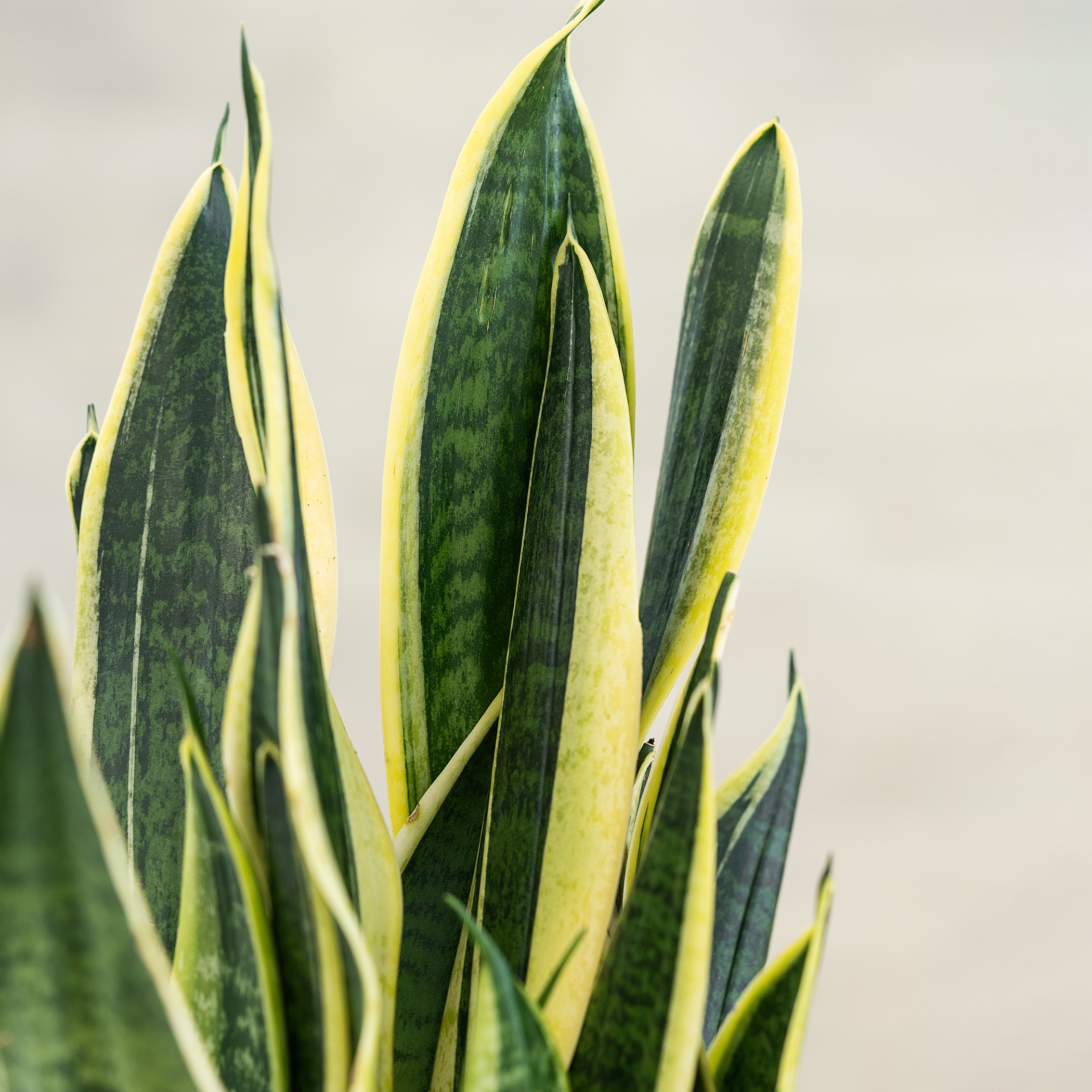Sansevieria