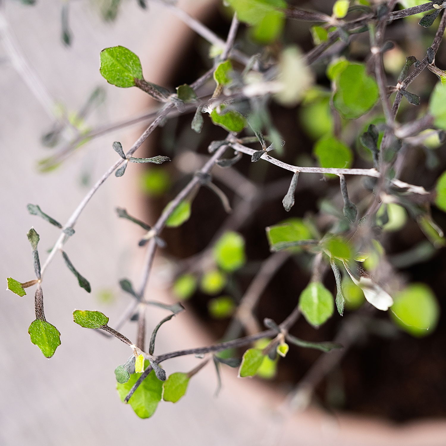 Pasning af spøgelsestræ (corokia) - Plantorama