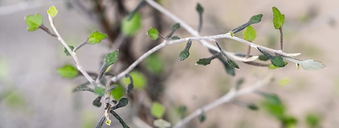 Pasning af spøgelsestræ (corokia) - Plantorama