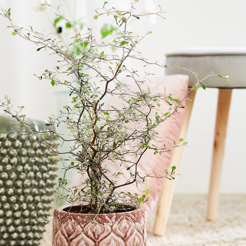 Pasning af spøgelsestræ (corokia) - Plantorama