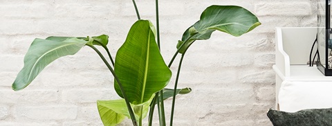 Strelitzia (paradisfugl)