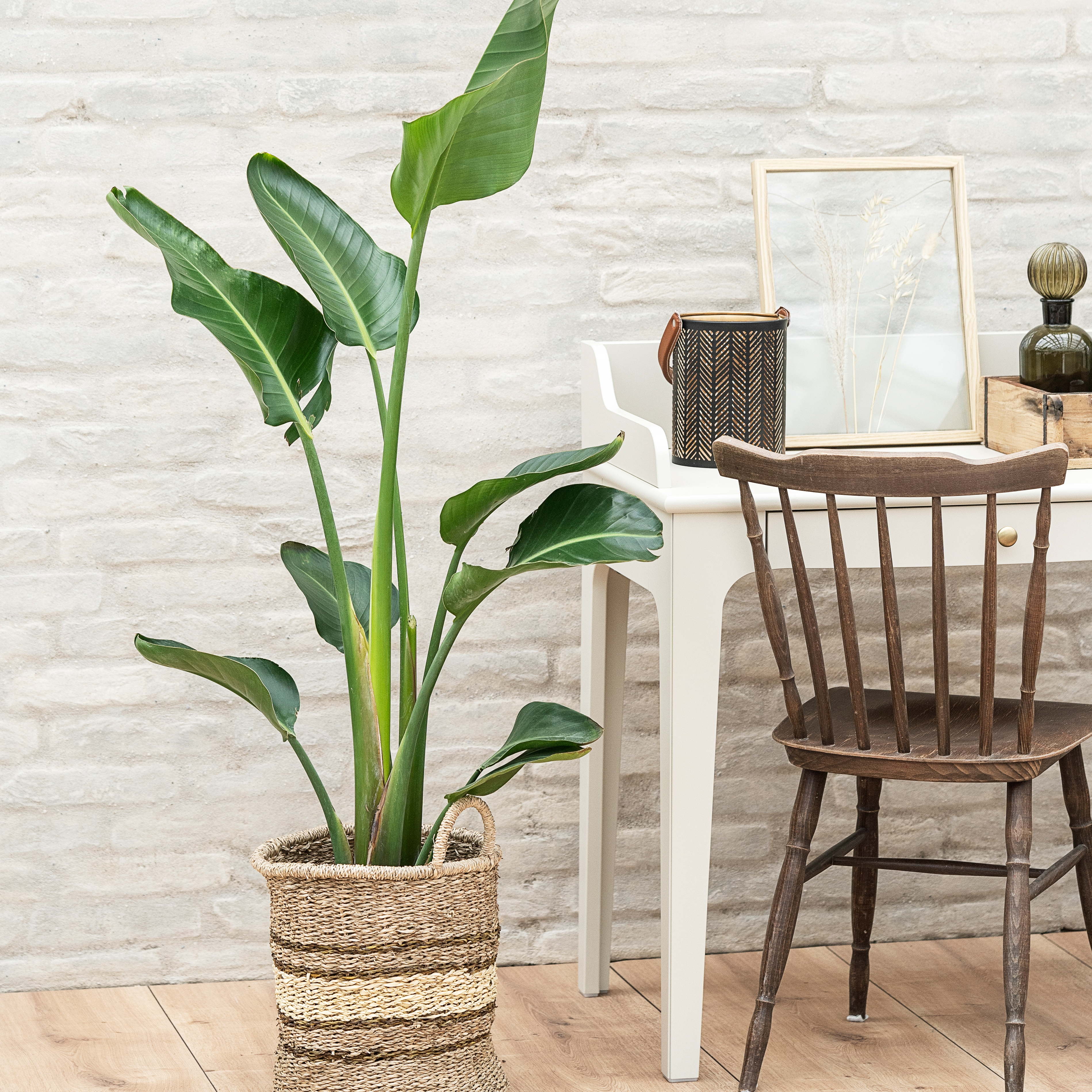 Strelitzia (paradisfugl)
