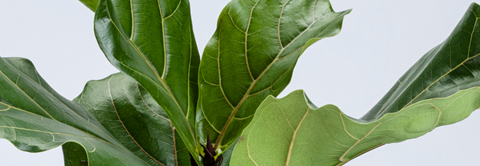 Pasning af violinfigen - Plantorama
