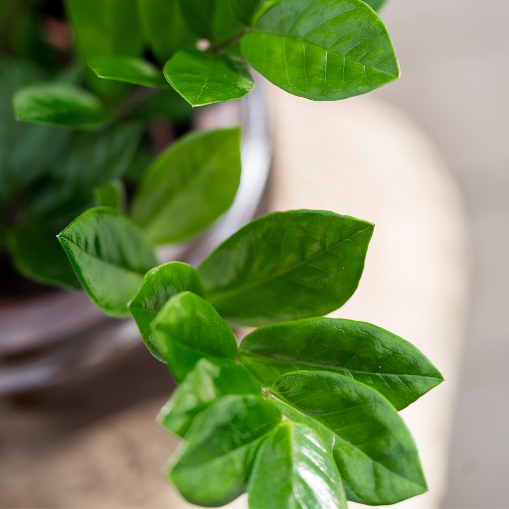 Pasning af lykkebregne - Få tips hos Plantorama