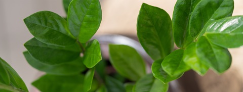 Pasning af lykkebregne - Få tips hos Plantorama